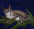 Nr 5 - The NewZealand Lesser Short Tailed Bat (2021)