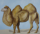 Nr 4 - The Bactrian Camel (2021)