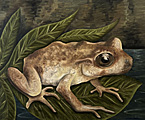 Nr 8 - The Hamilton's Frog (2022)