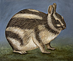 Nr 9 - The Sumatran Striped Rabbit (2022)